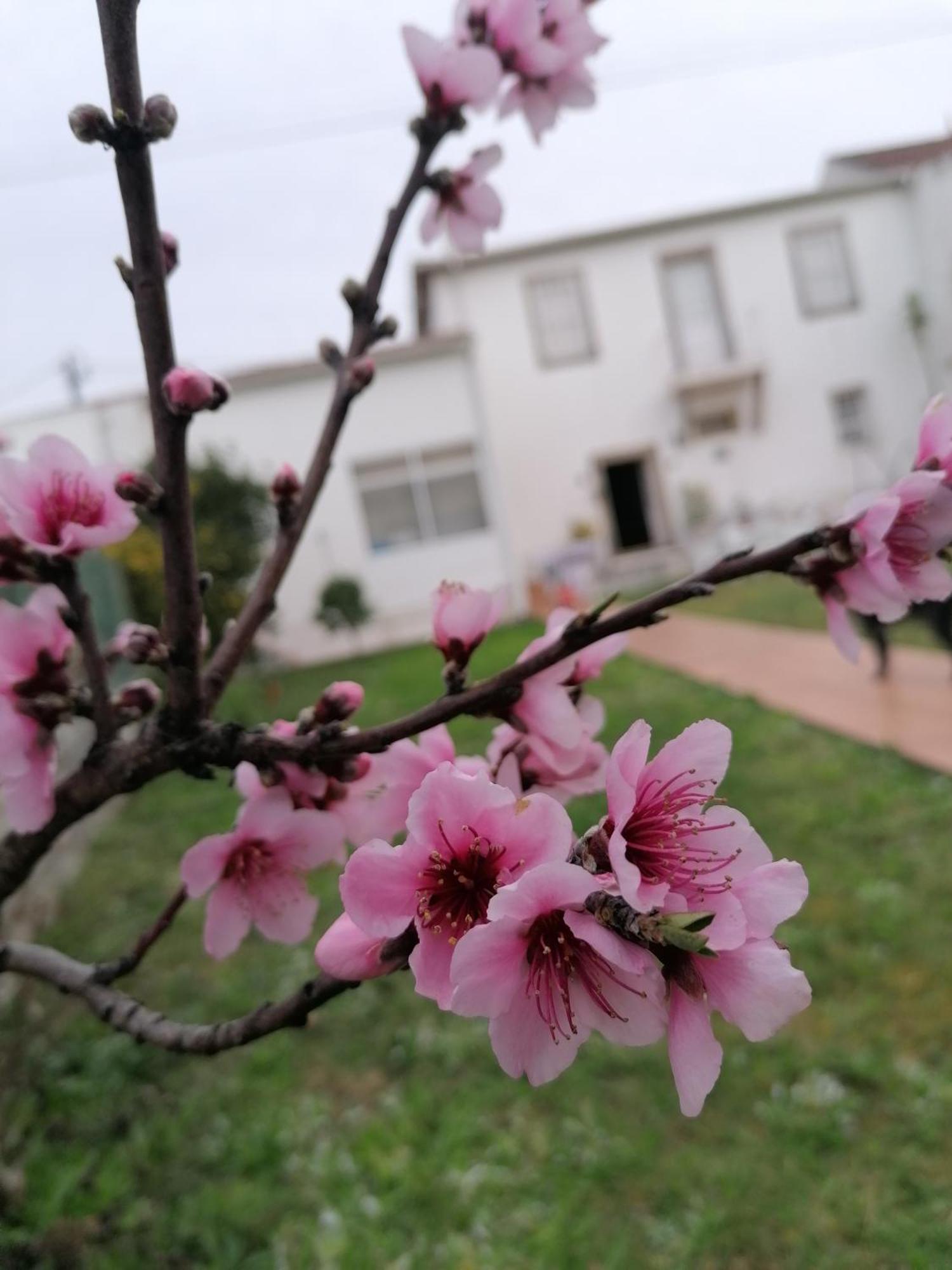 Torre De Santiago - Guest House Vila Praia de Âncora Εξωτερικό φωτογραφία